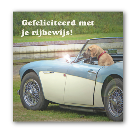 Rijbewijs hond in auto